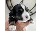 Mutt Puppy for sale in Menifee, CA, USA