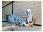 FVVE 2 African Grey Parrots Birds available