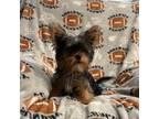 Yorkshire Terrier Puppy for sale in Plainville, IN, USA