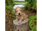 Mutt Puppy for sale in Twin Lakes, WI, USA