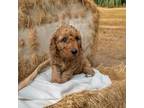 Mutt Puppy for sale in Twin Lakes, WI, USA