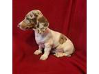 Dachshund Puppy for sale in Keota, OK, USA