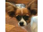 Papillon Puppy for sale in Red Springs, NC, USA