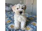 Schnauzer (Miniature) Puppy for sale in Meridianville, AL, USA