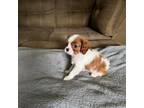 Cavalier King Charles Spaniel Puppy for sale in Pasadena, MD, USA
