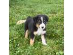 Miniature Australian Shepherd Puppy for sale in Sugarcreek, OH, USA