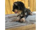 Poodle (Toy) Puppy for sale in New Smyrna Beach, FL, USA