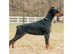 Doberman Pinscher Puppy for sale in Ellenville, NY, USA