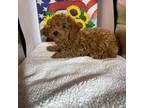 Poodle (Toy) Puppy for sale in Rock Hill, SC, USA