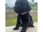 Mutt Puppy for sale in Raeford, NC, USA