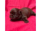Shih Tzu Puppy for sale in Poteau, OK, USA