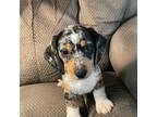 Dachshund Puppy for sale in Fredonia, KS, USA