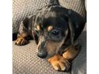 Dachshund Puppy for sale in Fredonia, KS, USA