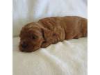 Cavapoo Puppy for sale in Oskaloosa, KS, USA