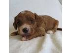 Cavapoo Puppy for sale in Oskaloosa, KS, USA