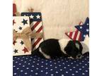 Shih Tzu Puppy for sale in Republic, MO, USA