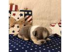 Shih Tzu Puppy for sale in Republic, MO, USA