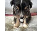 Miniature Australian Shepherd Puppy for sale in Hurt, VA, USA