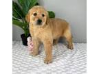 Golden Retriever Puppy for sale in Indianapolis, IN, USA