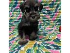 Schnauzer (Miniature) Puppy for sale in Comer, GA, USA