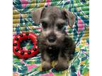 Schnauzer (Miniature) Puppy for sale in Comer, GA, USA