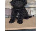Mutt Puppy for sale in Montgomery, IN, USA