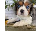 Cavalier King Charles Spaniel Puppy for sale in Dora, MO, USA