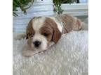 Cavalier King Charles Spaniel Puppy for sale in Dora, MO, USA
