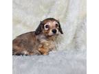 Dachshund Puppy for sale in Nevada City, CA, USA
