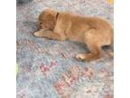 Golden Retriever Puppy for sale in Acushnet, MA, USA