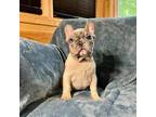 French Bulldog Puppy for sale in East Peoria, IL, USA