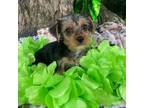 Yorkshire Terrier Puppy for sale in Heath Springs, SC, USA