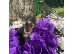 Yorkshire Terrier Puppy for sale in Heath Springs, SC, USA