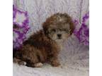 Shih-Poo Puppy for sale in North Adams, MI, USA