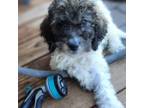 Labradoodle Puppy for sale in Henderson, NV, USA