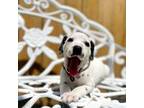 Dalmatian Puppy for sale in Pace, FL, USA