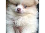 Pomeranian Puppy for sale in Columbus, OH, USA