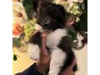 Shetland Sheepdog Puppy for sale in Oakley, CA, USA