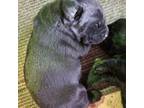 Labrador Retriever Puppy for sale in Madras, OR, USA