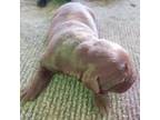 Labrador Retriever Puppy for sale in Madras, OR, USA