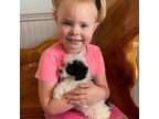 Poodle (Toy) Puppy for sale in New Albany, MS, USA