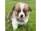 Pembroke Welsh Corgi Puppy for sale in Sullivan, IL, USA