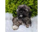 Shih Tzu Puppy for sale in Malone, NY, USA