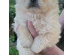 Blonde Male Chow Chow