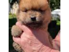 Red Male Chow Chow
