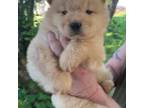 Blond Female Chow Chow