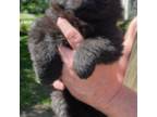 Chow Chow Puppy for sale in Miamisburg, OH, USA