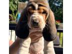 Basset Hound Puppy for sale in New Bedford, MA, USA