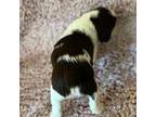 English Springer Spaniel Puppy for sale in Holladay, TN, USA