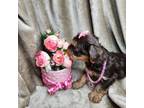 Yorkshire Terrier Puppy for sale in Warrenville, SC, USA